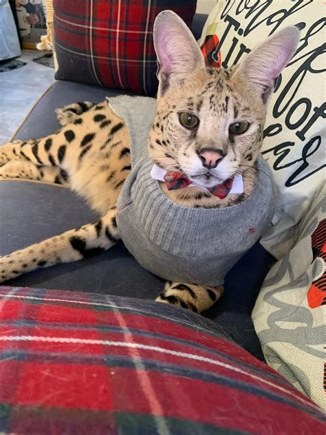 savannah cats breeder 10