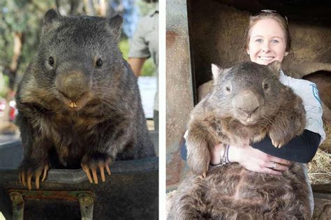 Meet Patrick The Worlds Oldest And Largest Living Wombat