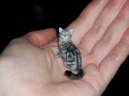 tinker toy  smallest cat   world  pets nigeria