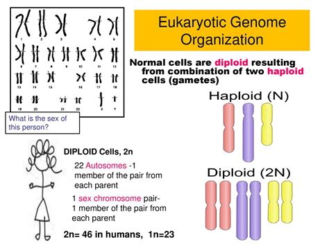 Sexual Reproduction Is Characterized By Processes That Pass A Unique Combination Of Genetic