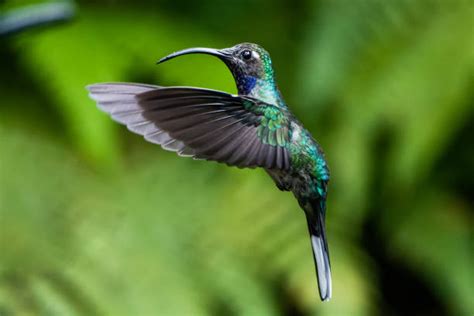6.300+ Fotos, Bilder und lizenzfreie Bilder zu Colibri - iStock