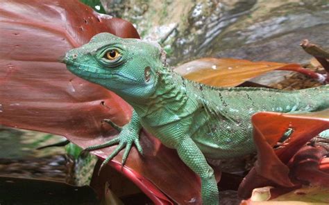 A Green Lizard Female Plumed Basilisk Sunning Herself On A Leaf