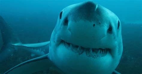 What do great white sharks eat?