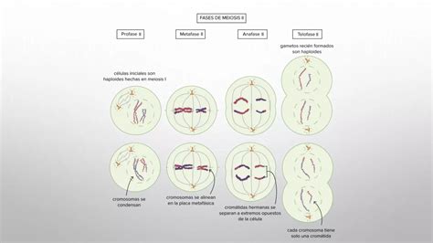 Meiosis Definici N Y Caracter Sticas Ppt Descarga Gratuita