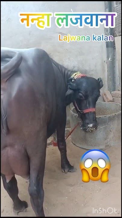 16 किलो दूध देसी खूंटा की झोटी Nanha Lajwana Dairy Farm Youtube