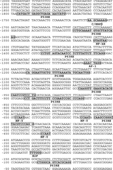 Phospho Np Rpn Dependent Regulation Of Lkb Degradation Modulates