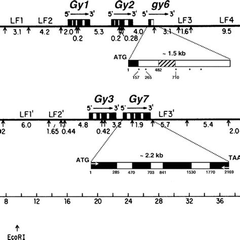 Identity analysis of Gy3 to Gy1 and Gy2. The long central bold line in ...