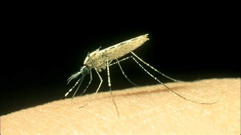 Malaria M Cke Anopheles Stephensi Breitet Sich In St Dten Ostafrikas