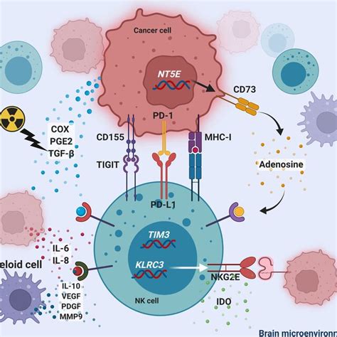 Mechanisms Of Nk Cell Activation In The Brain Tumor Microenvironment