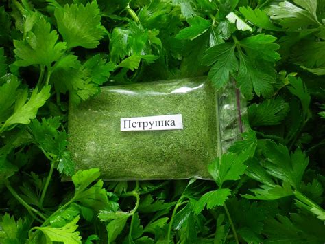 Петрушка сушеная, весенняя. - ПриродоСоОбразно