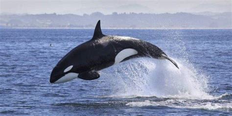 Dónde Viven Las Orcas En Su Hábitat Natural