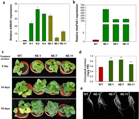 Phenotype and real-time RT-PCR analysis of transgenic sweetpotato ...