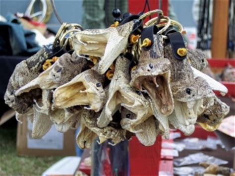 Rattlesnake Roundups | Whigham GA | Claxton GA | HSUS | | One More