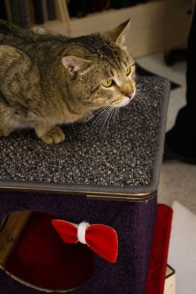 Кошачий замок. Модульные домики для кошек | О нас