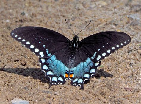 Photographs Of Michigan Butterflies By Ed Rothwell