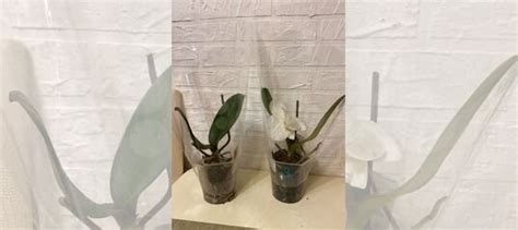 Орхидея фаленопсис купить в Уфе | Товары для дома и дачи | Авито