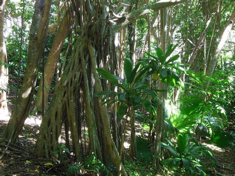 Hawaiian Rainforest By Joeyartist On Deviantart