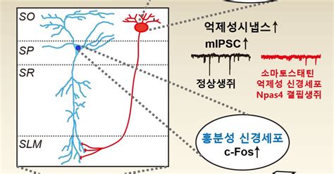 Dgist 불안행동 조절 뇌 속 시냅스 단백질 작동 원리 규명