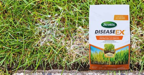 What Is The Best Lawn Fungicide And How Does It Work Geartrench