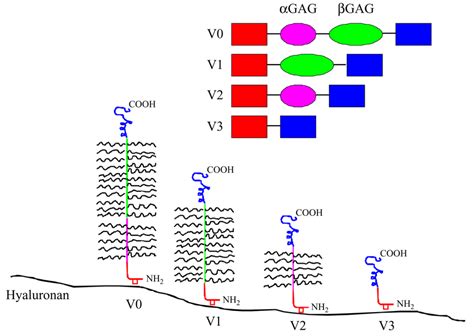 A model of different isoforms generated by alternative splicing of the ...