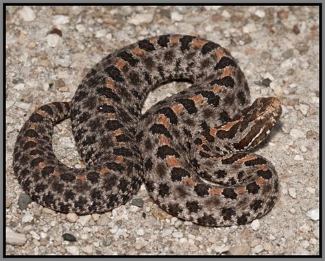 Dusky Pygmy Rattlesnake Florida Backyard Snakes