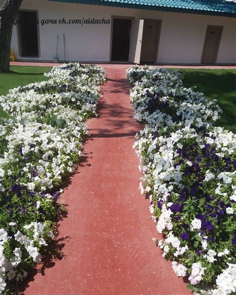 Петуния вдоль дорожек (71 фото) - фото - картинки и рисунки: скачать ...