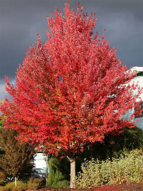 Acer Rubrum Redpointe Rable Rouge Redpointe Les Arbres De La