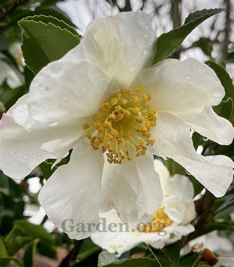 Sasanqua Camellia Camellia Sasanqua Daydream In The Camellias
