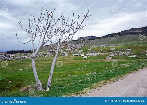 White Naked Tree On The Green Grass Stock Image Image Of Grass Ruins