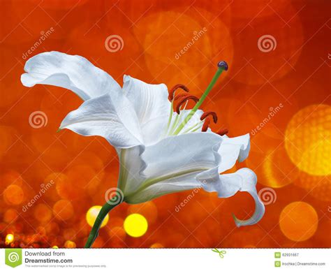 Lily Flower On A Blue Background Stock Image Image Of Romantic