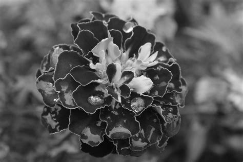 Portfolio Flickr