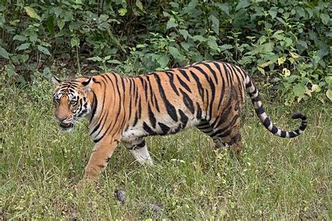 Tiger - Wikiwand