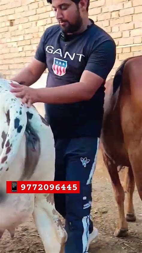 Cattlefarming152 मात्र 30 हज़ार में गदरी राठी 💥 💯 Youtube