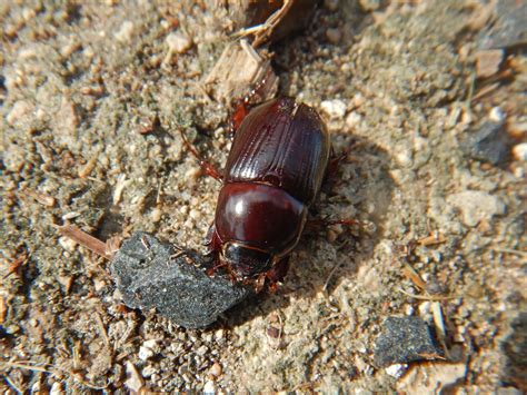 African Black Beetle from Bordertown SA 5268, Australia on April 25