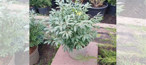 Бересклет крылатый компактус купить в Котельниках | Товары для дома и ...