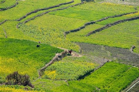Premium Photo Nepalese Farmers And Farming Land Of Nepal