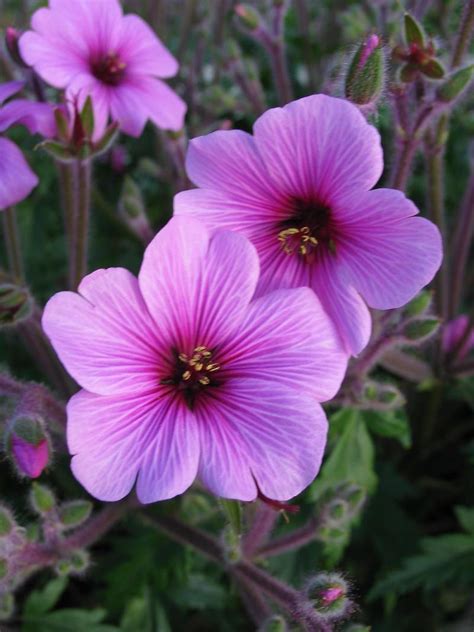 PlantFiles Pictures: Madeiran Cranesbill (Geranium maderense) by Poulino