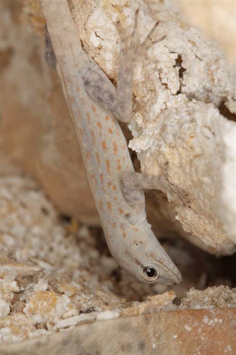 Qatar E Nature Blandfords Semaphore Gecko