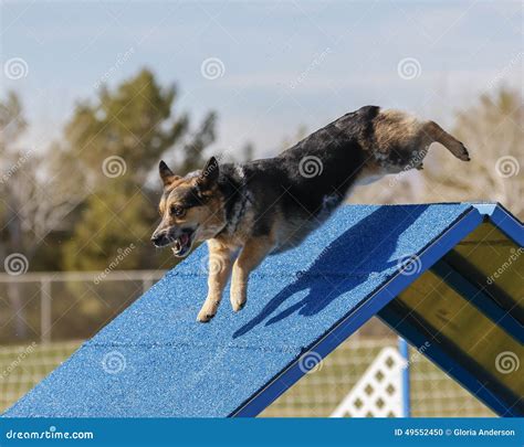 Corgi on a Frame at an Agility Event Stock Photo - Image of trained ...