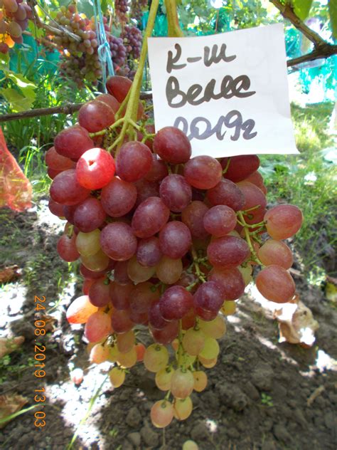 Виноград кишмиш Велес | Grapes, Fruit, Food