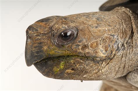 Asian Brown Tortoise Stock Image C0594421 Science Photo Library