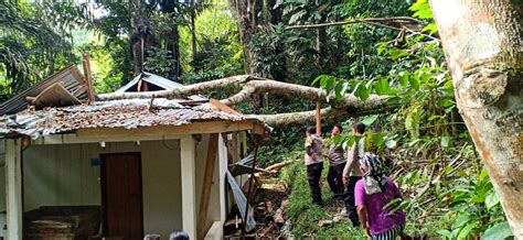 Pohon Tumbang Rusak Rumah Tak Berpenghuni Di Sangalla Selatan PALOPOPOS