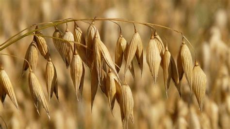 Отглеждане на овес | Agri.BG