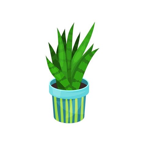 Planta De Casa Sansevieria Ilustra O Vetorial De Planta Em Vaso