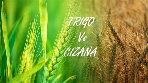 El Trigo Y La Cizana Images And Photos Finder