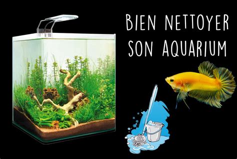 Entretien Du Poisson Combattant Bien Changer Leau De Son Aquarium