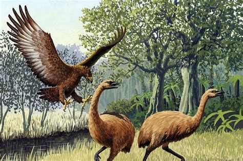 Extinct Eagle And Weaponised Weka Brought To Life Digitally