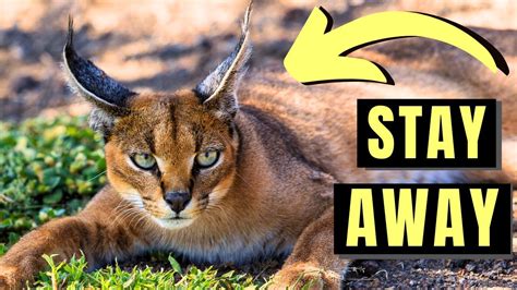 CARACAL The MOST DANGEROUS Domesticated Cat In The World YouTube