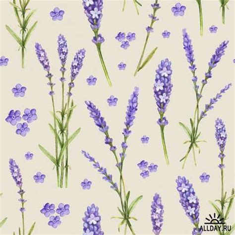 Лаванда - Растровый клипарт | Lavander - UHQ Stock Photo