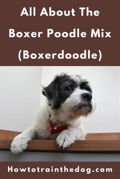 Boxerdoodle Your Guide To The Boxer Poodle Mix With Pictures
